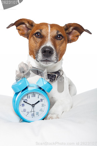 Image of Dog sleeping with alarm clock and sleeping mask
