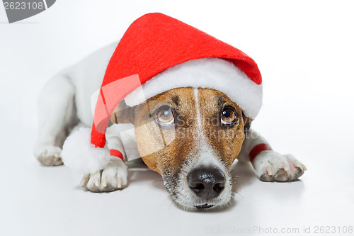 Image of christmas dog santa