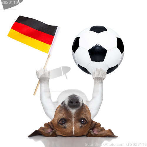 Image of soccer dog