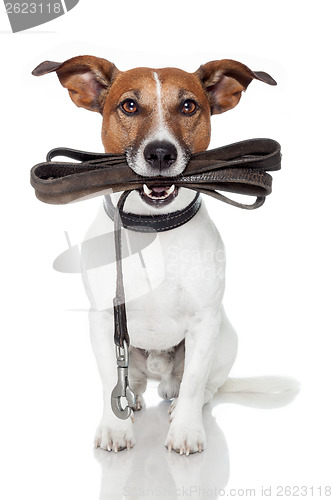 Image of dog with leather leash