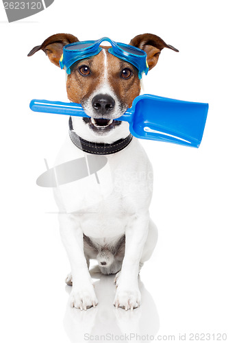 Image of dog with goggles and a shovel