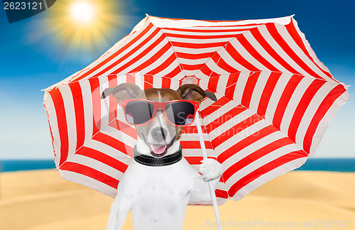 Image of dog summer