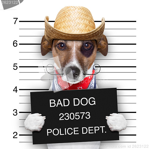 Image of bad mexican dog