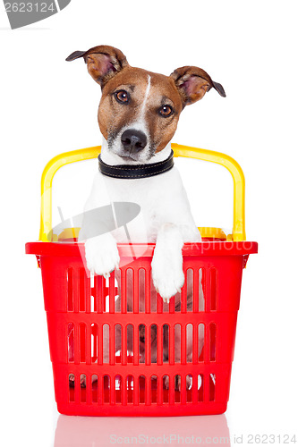 Image of dog in a red and yellow shopping basket