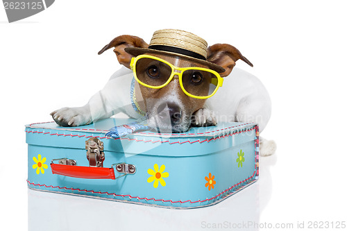 Image of vacation tourist dog