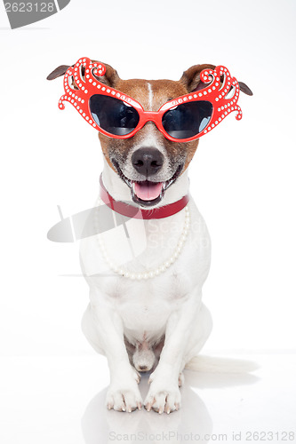 Image of gay dog with funny shades