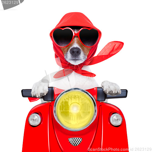 Image of motorcycle dog summer dog