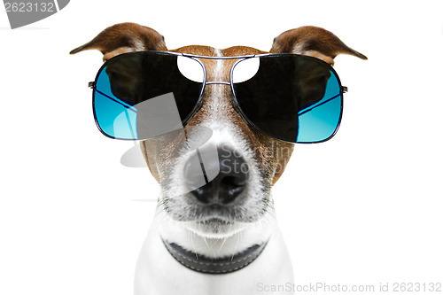 Image of dog with funny shades