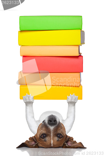 Image of smart dog