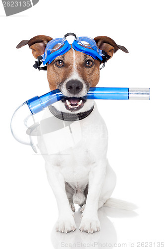 Image of dog with snorkel