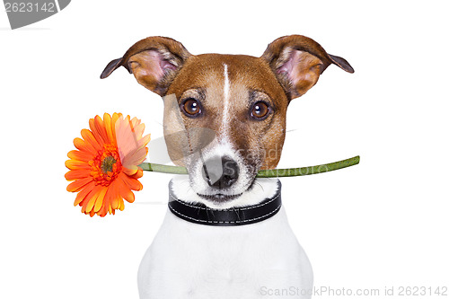 Image of flower dog