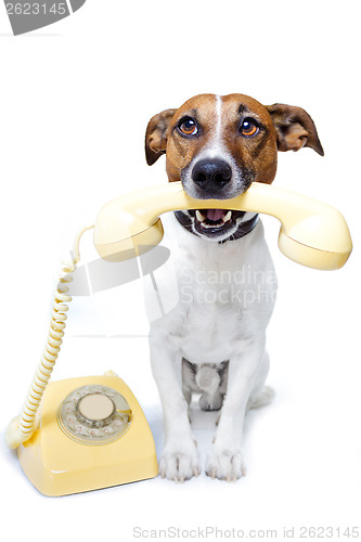 Image of dog phone call