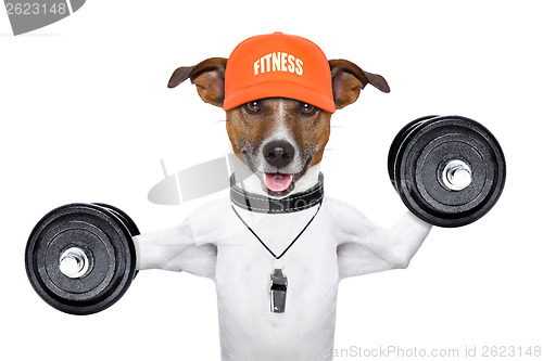 Image of fitness dog