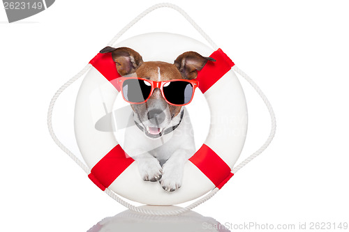 Image of lifesaver dog