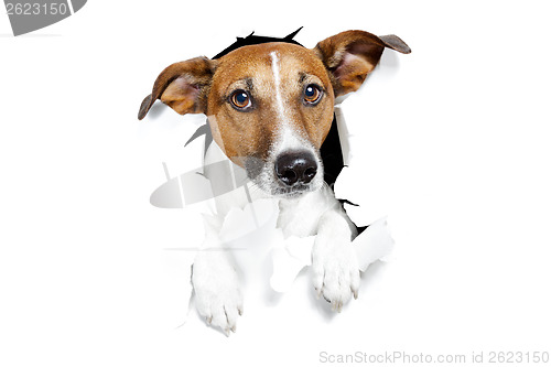 Image of banner placeholder dog 