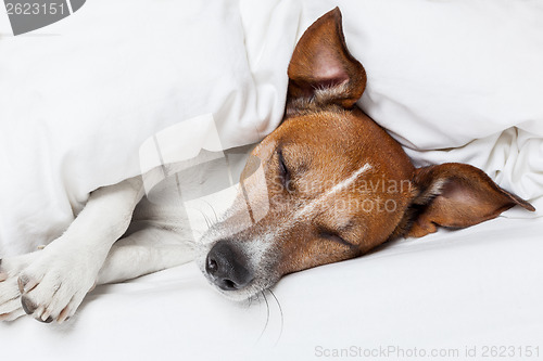 Image of dog in bed