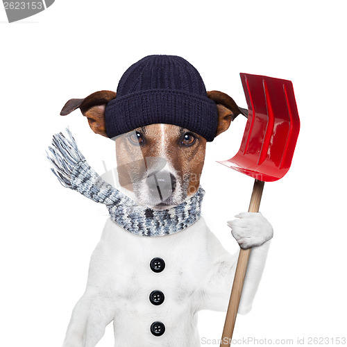 Image of  winter dog shovel snow