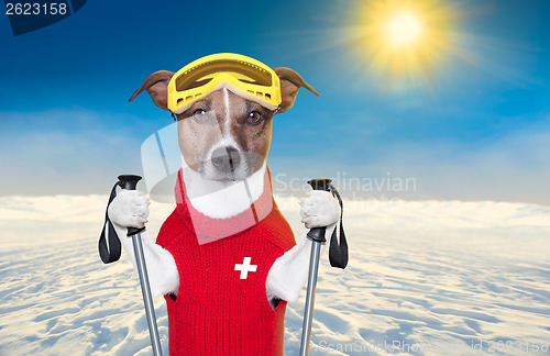 Image of skiing dog