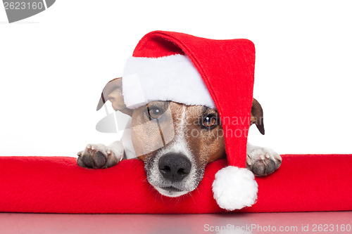 Image of christmas dog santa baby