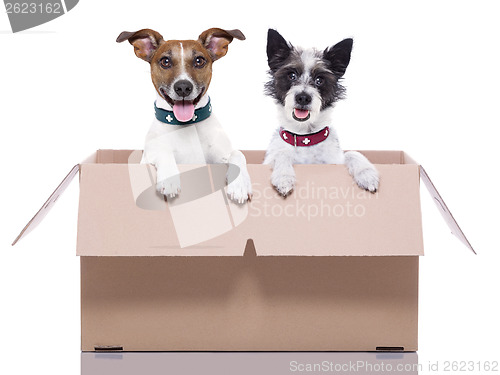 Image of two mail dogs