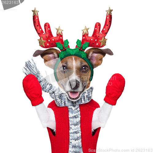 Image of reindeer dog