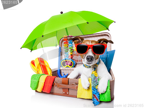 Image of summer holiday dog