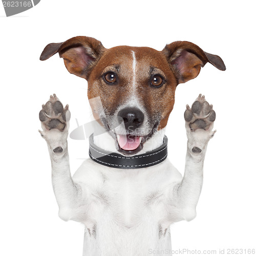 Image of hello goodbye high five dog 