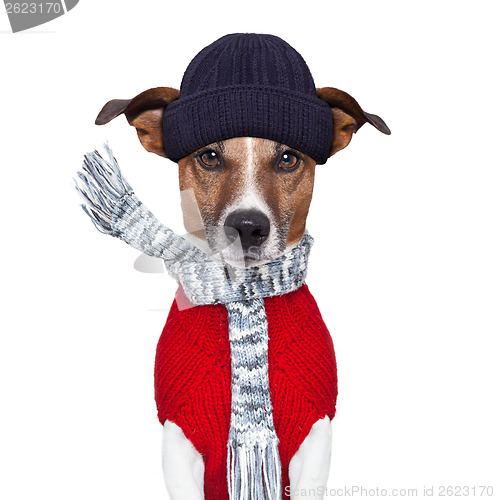 Image of winter dog scarf and hat
