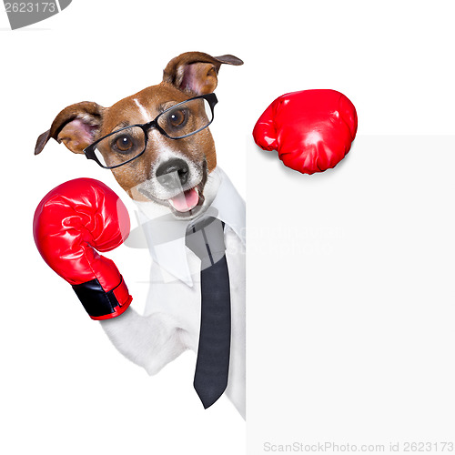 Image of Boxing dog