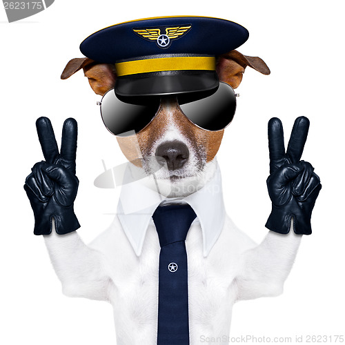 Image of pilot dog