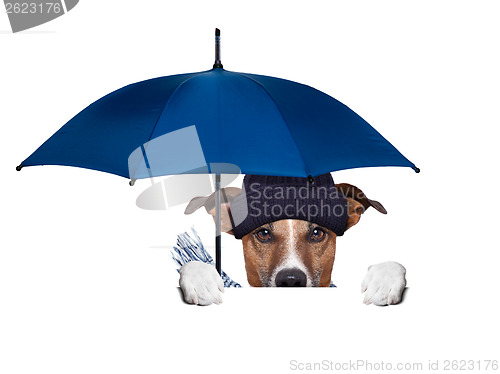 Image of rain umbrella dog