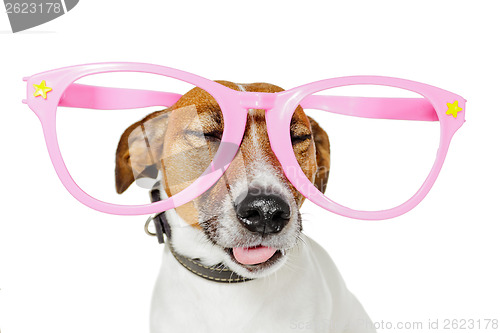 Image of funny glasses dog 