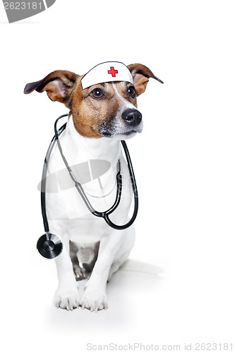 Image of medical doctor dog