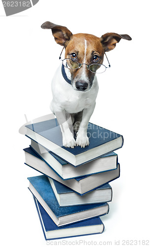 Image of dog book stack