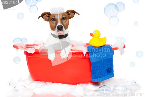 Image of Dog taking a bath in a colorful bathtub with a plastic duck