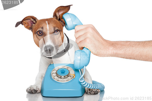 Image of dog on the phone with male hand