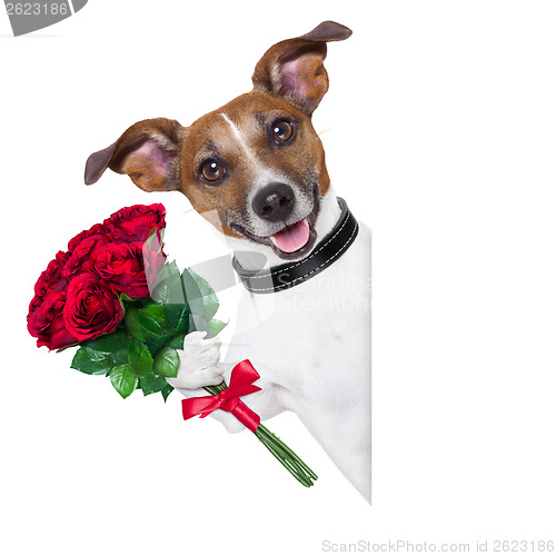 Image of valentine dog  