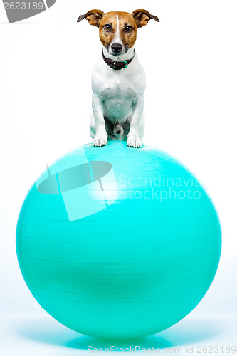 Image of sport dog on ball