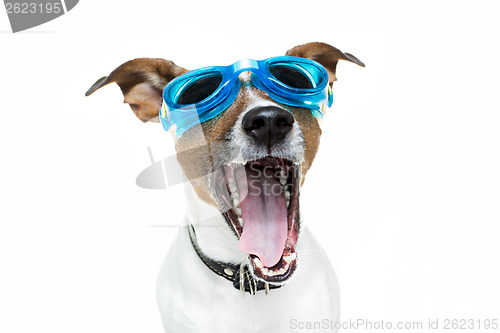 Image of Dog with blue goggles