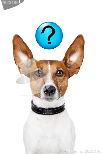 Image of Ask the dog