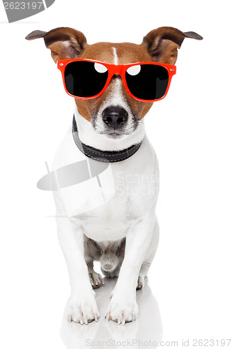 Image of dog with red schades on 