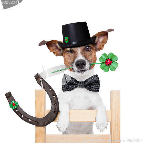 Image of  chimney sweeper dog