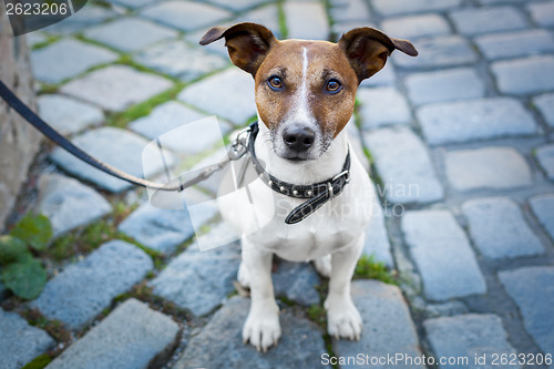 Image of homeless dog lonely with leash