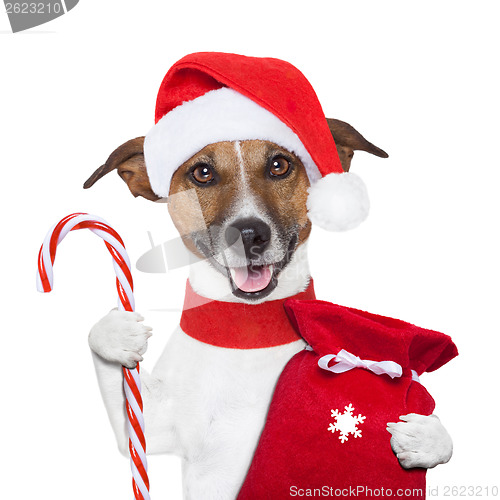 Image of christmas  dog 