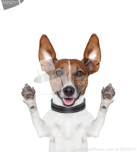 Image of silly crazy paws up dog