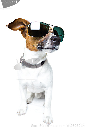 Image of dog with funny shades