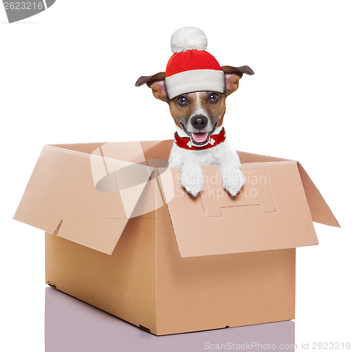 Image of moving box winter dog
