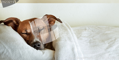 Image of sleeping dog