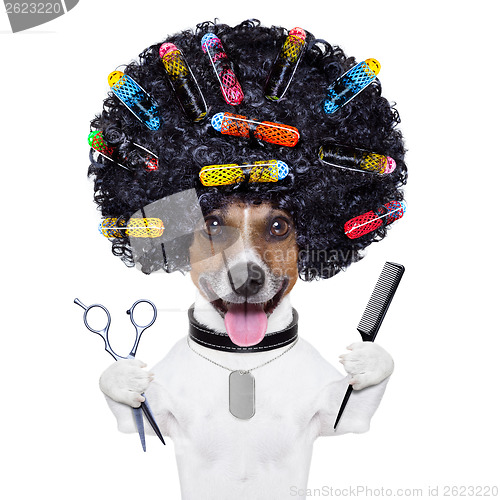 Image of hairdresser   dog with curlers