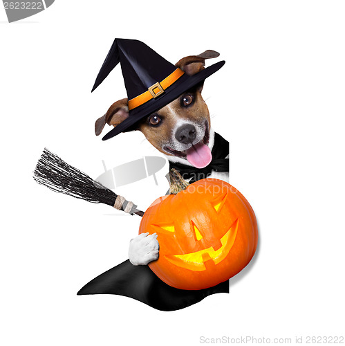 Image of halloween witch dog 
